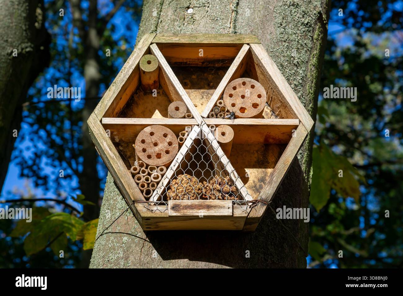 Vue rapprochée d'un hôtel d'insectes en bois monté sur un arbre à Berlin, en Allemagne. Banque D'Images