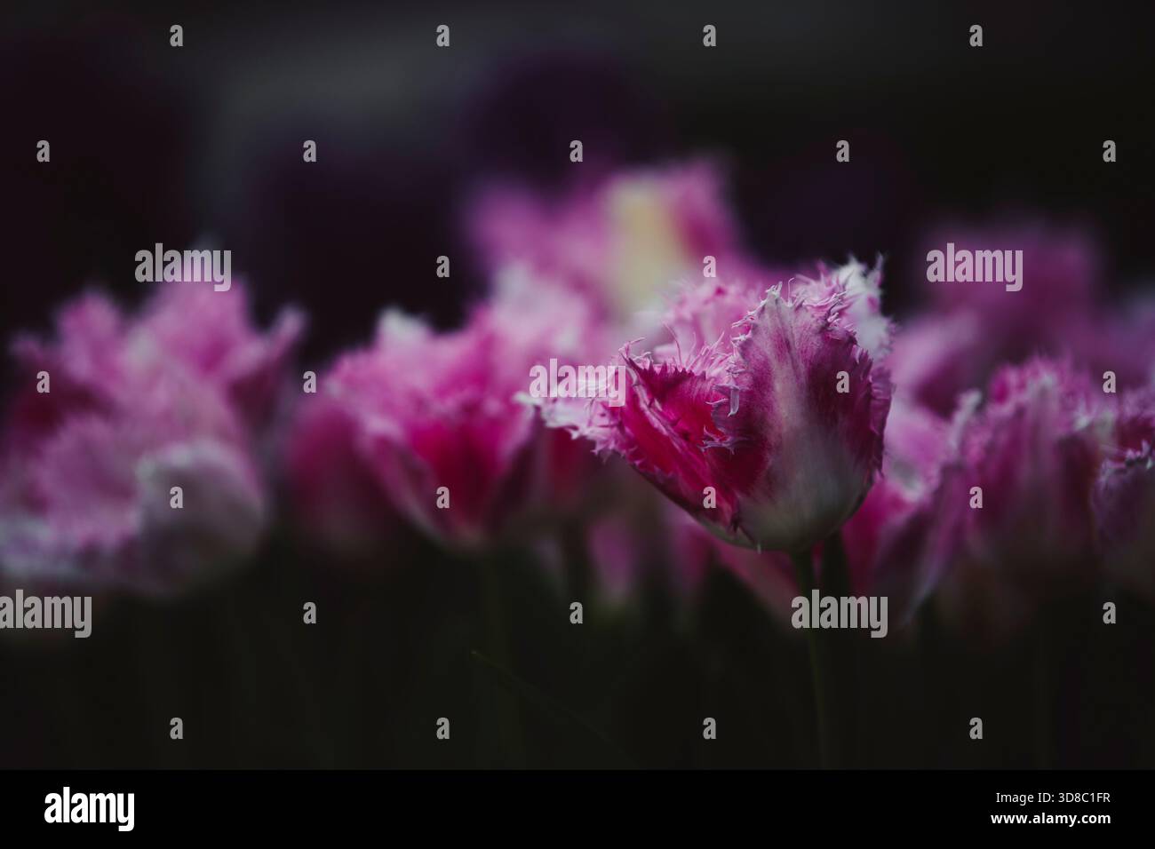 Une collection vivante de beaux-arts de la photographie florale célébrant la couleur, la lumière et le design naturel. Chaque image capture la poésie tranquille des fleurs — thei Banque D'Images