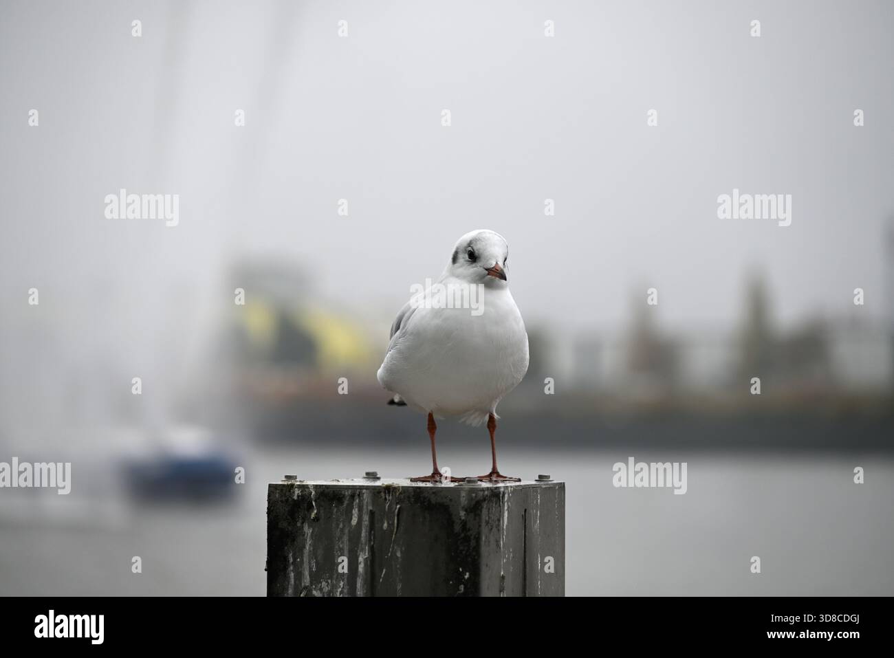 Posant mouette au port de Hambourg par une journée brumeuse. Montrer et présenter. Crier. En regardant la caméra. Banque D'Images