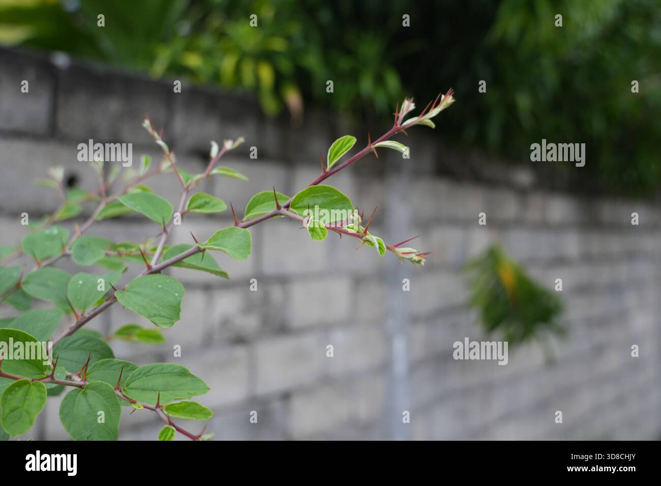 Explorez les détails complexes de la nature avec ce gros plan d'une plante épineuse. Parfait pour les arrière-plans ou ajouter une touche de texture naturelle aux dessins. Banque D'Images