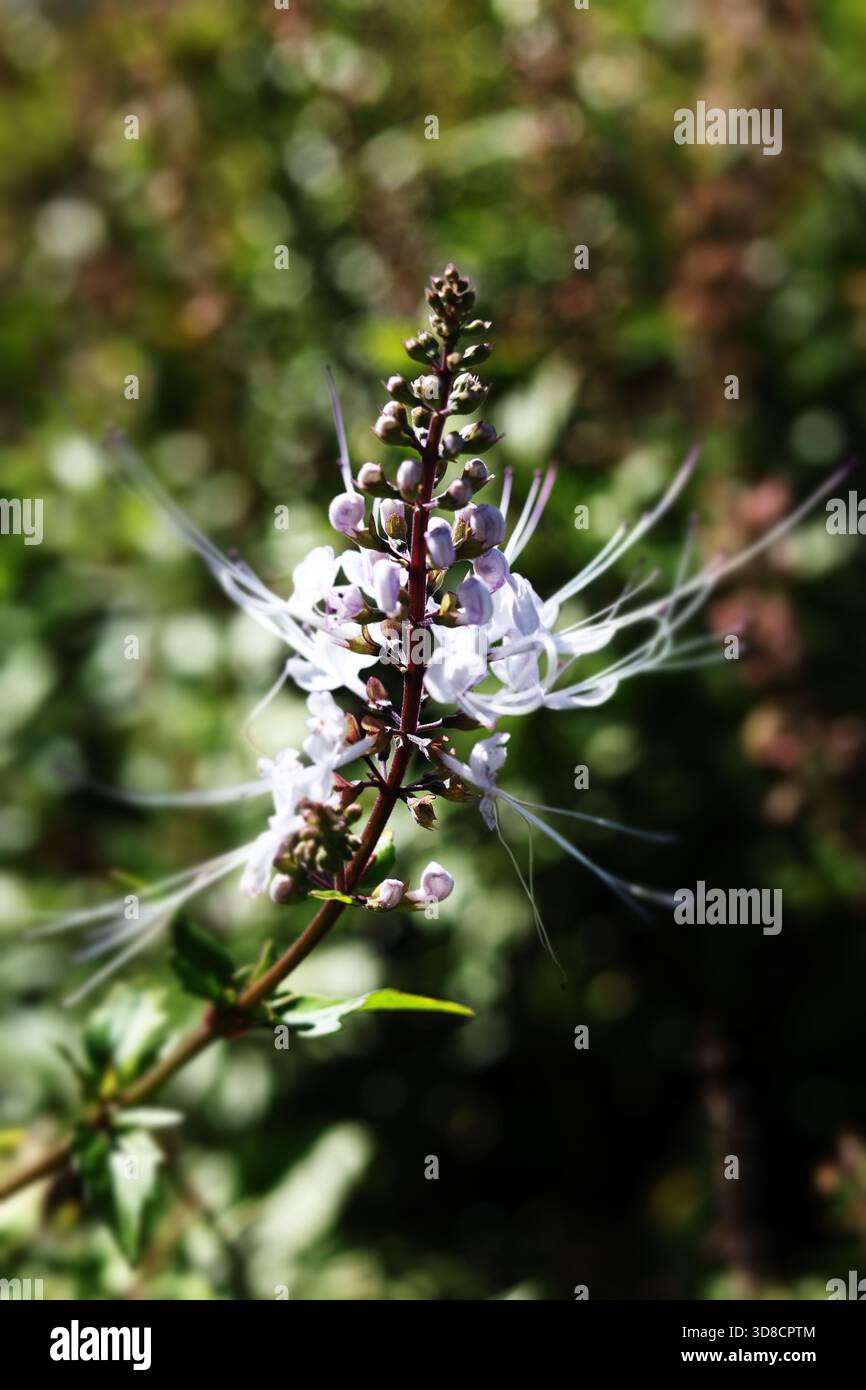 Thé Java ou whiskers de chat (Orthosiphon aristatus) Banque D'Images