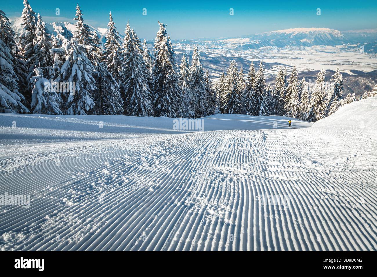 Admirable paysage d'hiver couvert de neige et piste de ski fraîchement préparée entre les pins enneigés, Poiana Brasov, Carpates, Roumanie, Europe Banque D'Images