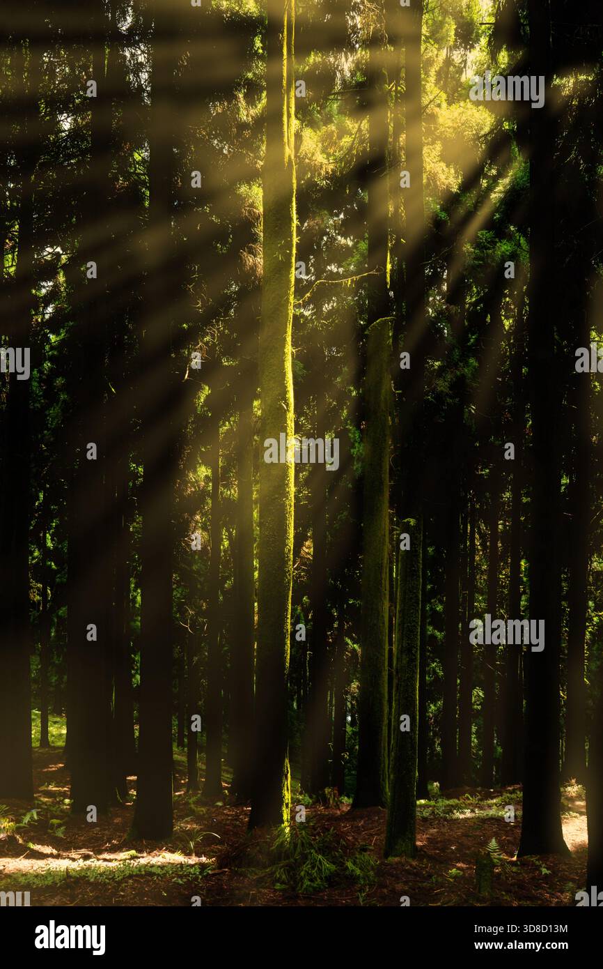 Quand la forêt peint avec la lumière… des rayons du soleil, de l'air immobile et un moment qui semble intemporel. Banque D'Images
