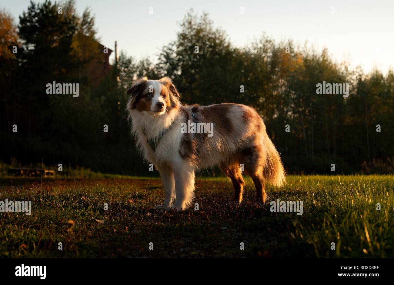 Red merle mini aussie debout dans un pré, éclairé par la lumière dorée du soir Banque D'Images