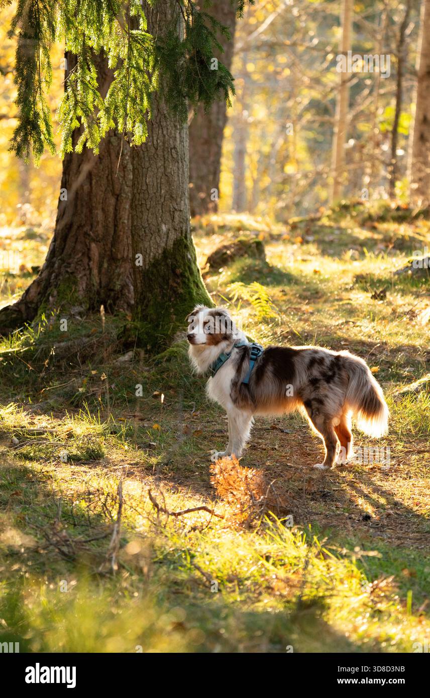 Berger australien miniature (rouge merle) debout dans une forêt verte éclairée par des rayons de soleil dorés Banque D'Images