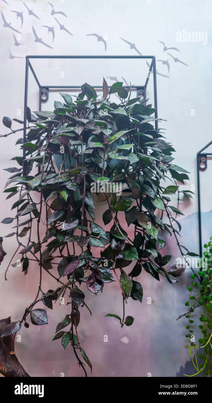Plantes grimpantes intérieures sur un mur gris. Culture de vignes vertes décoratives. Design d'appartement. Copier l'espace Banque D'Images