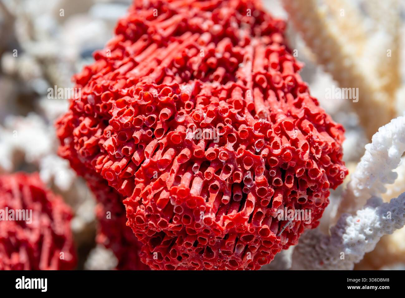 Détail de coraux rouges, corail pour tuyaux d'orgue, Tubipora musica, plage rose, île Padar, parc national de Komodo, Indonésie Banque D'Images
