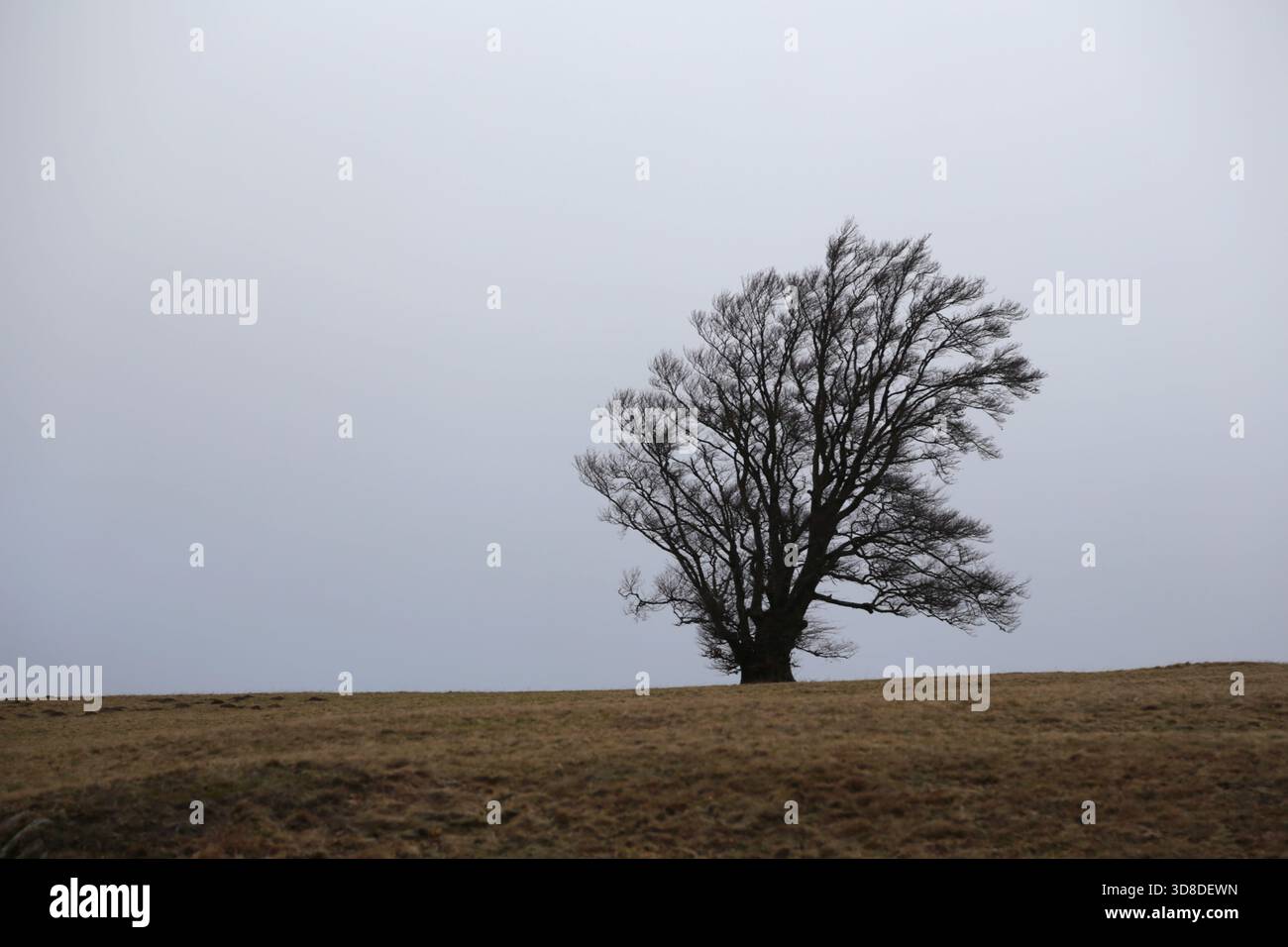 Paysage hivernal sans neige dans la Forêt Noire près de Hofsgrund, Allemagne Banque D'Images