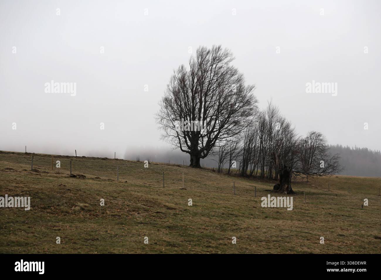 Paysage hivernal sans neige dans la Forêt Noire près de Hofsgrund, Allemagne Banque D'Images