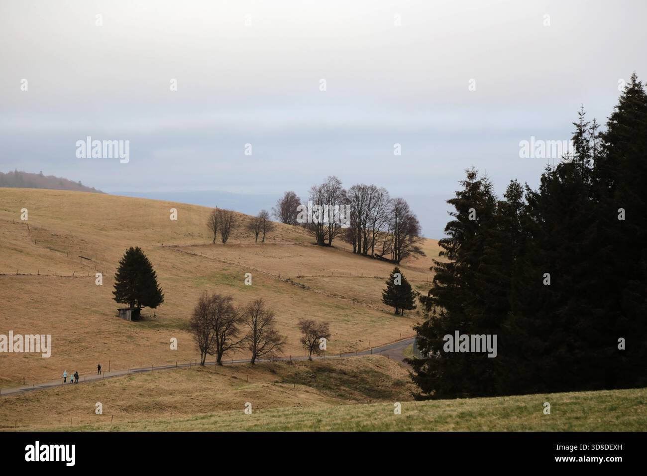 Paysage hivernal sans neige dans la Forêt Noire près de Hofsgrund, Allemagne Banque D'Images
