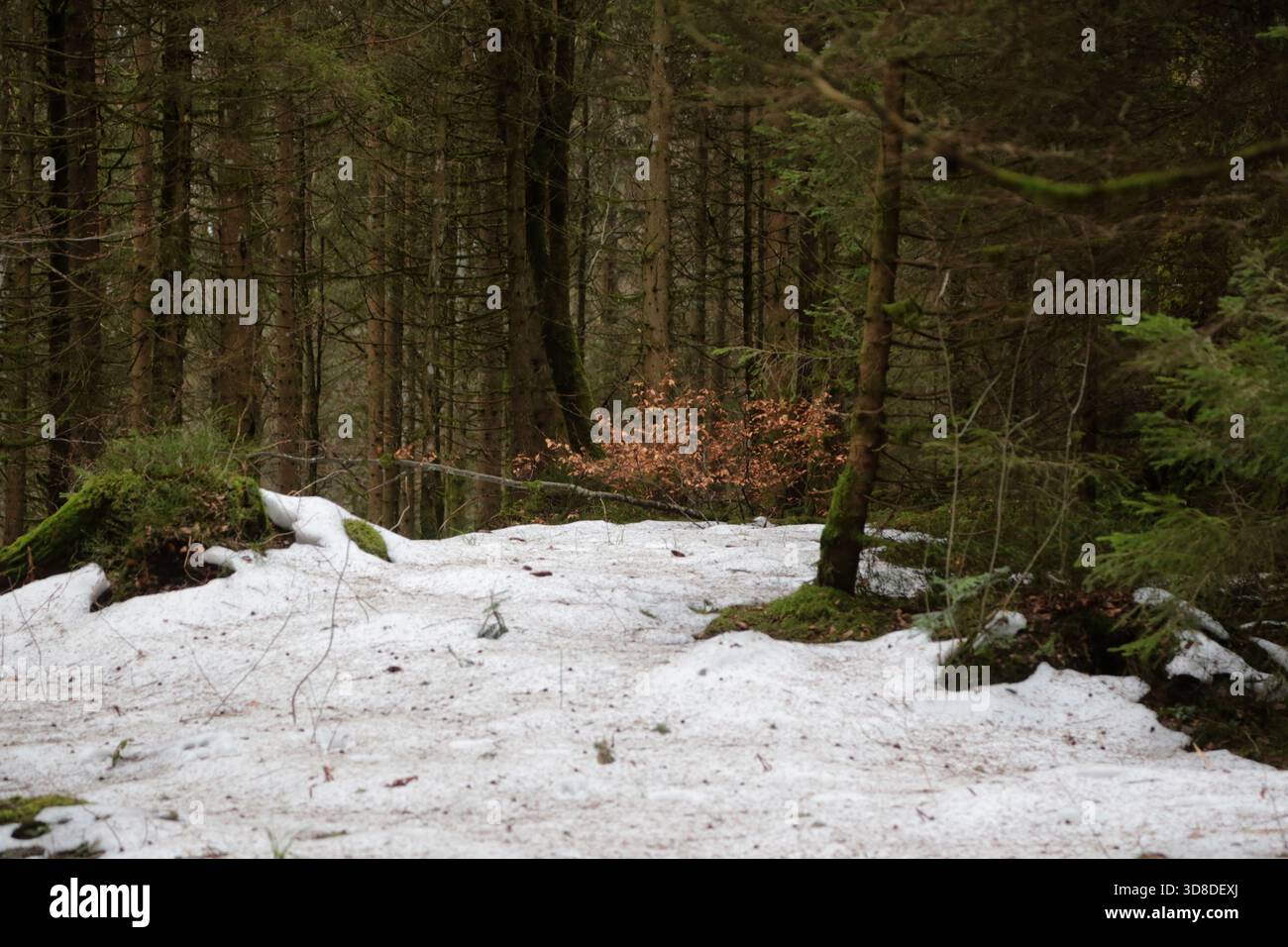 Paysage hivernal sans neige dans la Forêt Noire près de Hofsgrund, Allemagne Banque D'Images