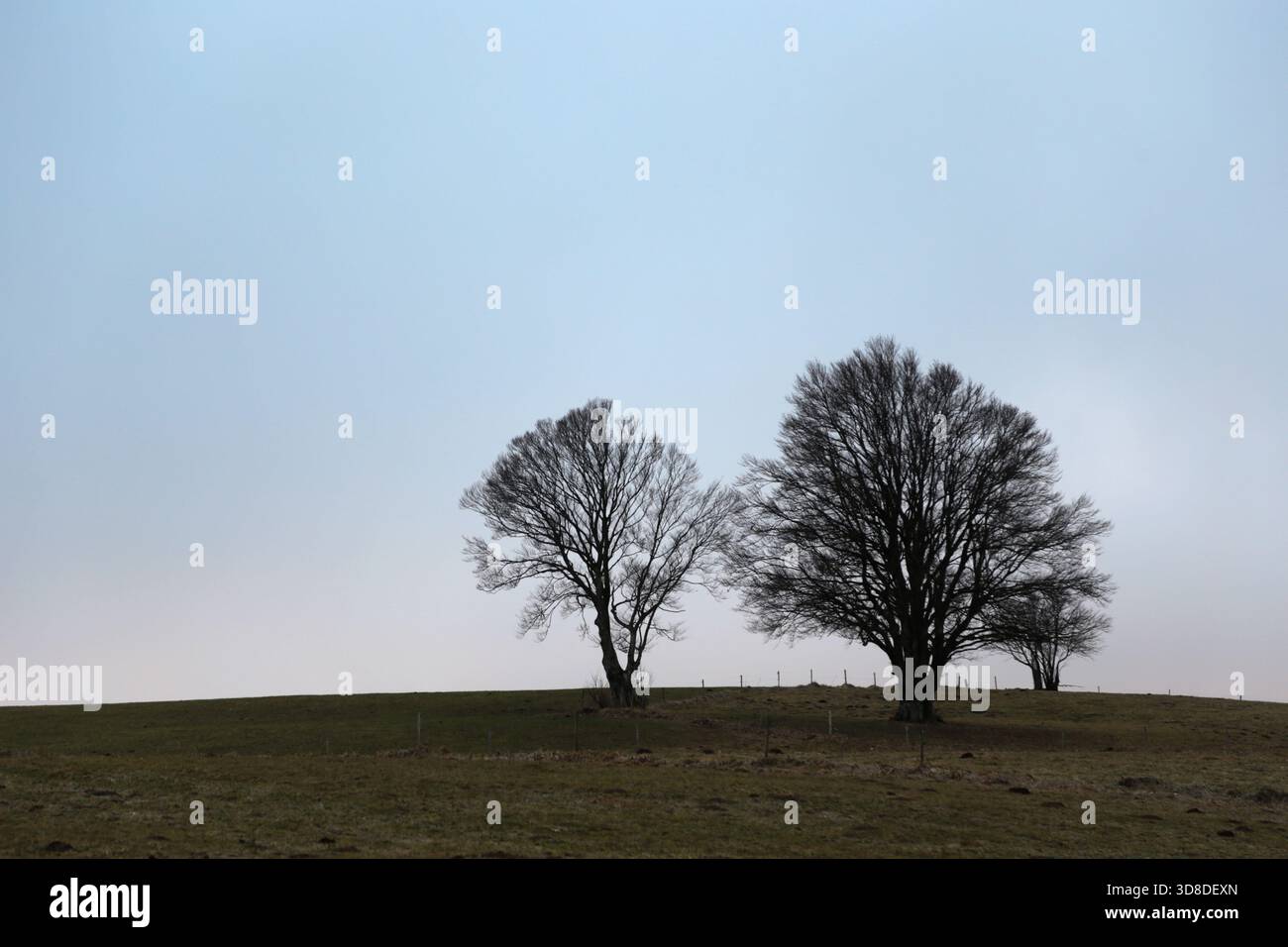 Paysage hivernal sans neige dans la Forêt Noire près de Hofsgrund, Allemagne Banque D'Images