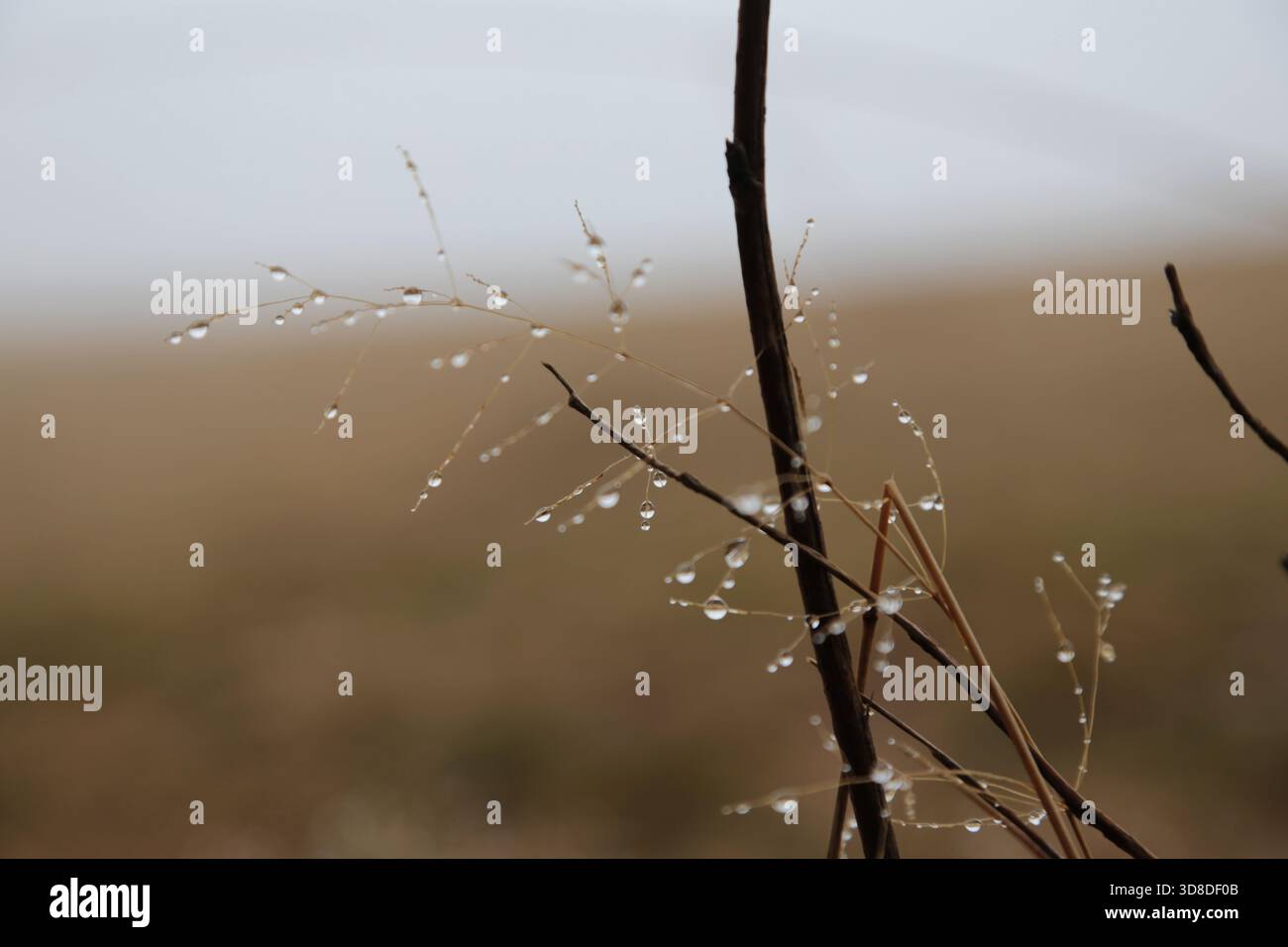 Paysage hivernal sans neige dans la Forêt Noire près de Hofsgrund, Allemagne Banque D'Images