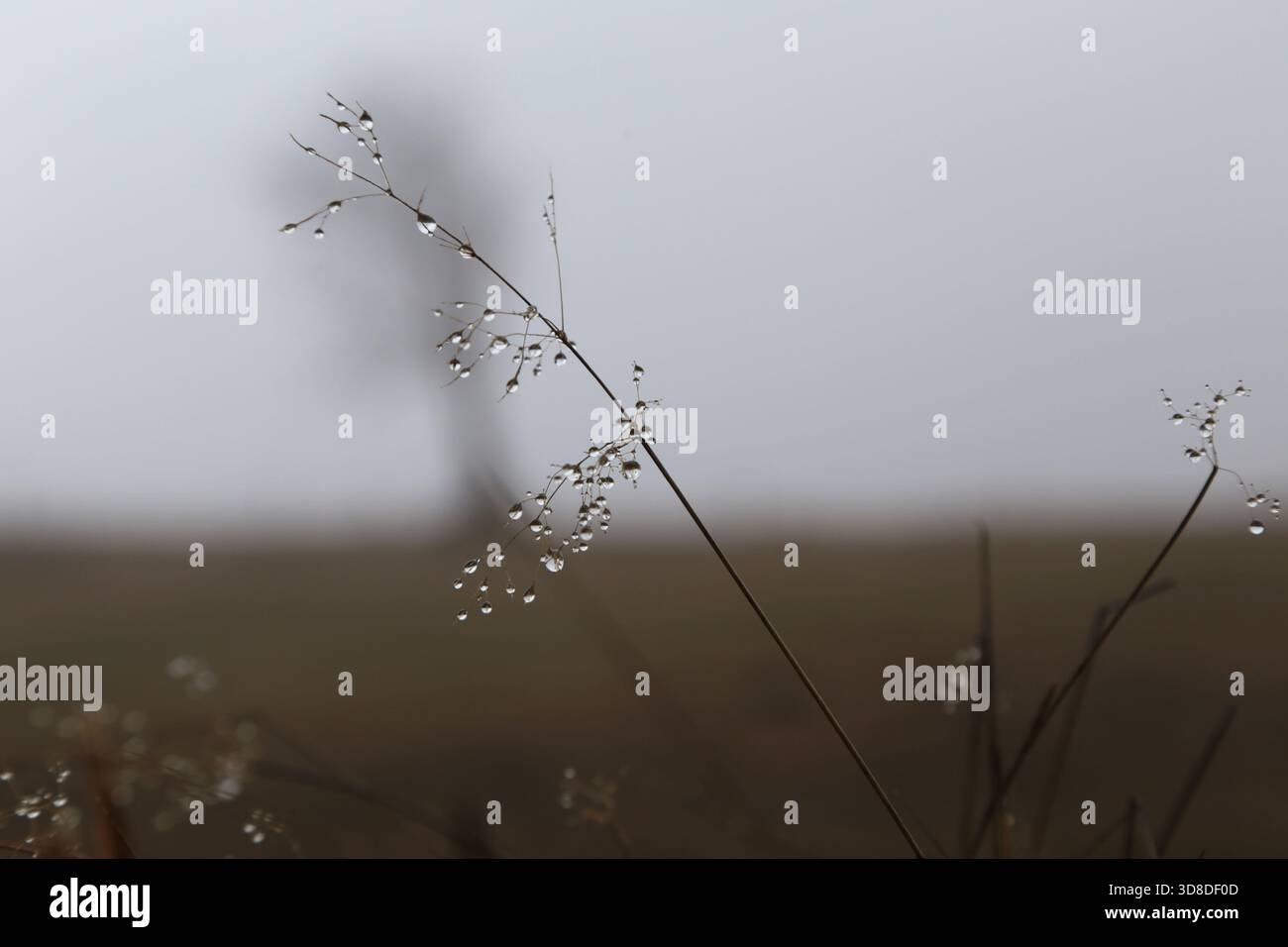 Paysage hivernal sans neige dans la Forêt Noire près de Hofsgrund, Allemagne Banque D'Images
