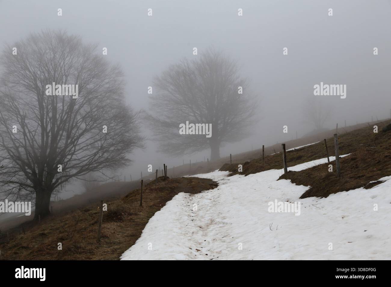 Paysage hivernal sans neige dans la Forêt Noire près de Hofsgrund, Allemagne Banque D'Images