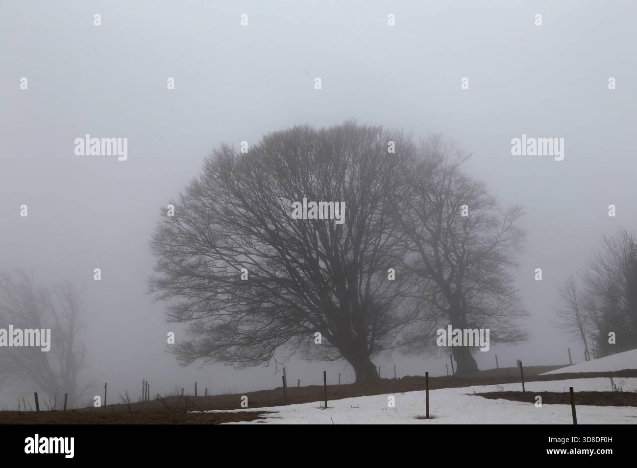 Paysage hivernal sans neige dans la Forêt Noire près de Hofsgrund, Allemagne Banque D'Images