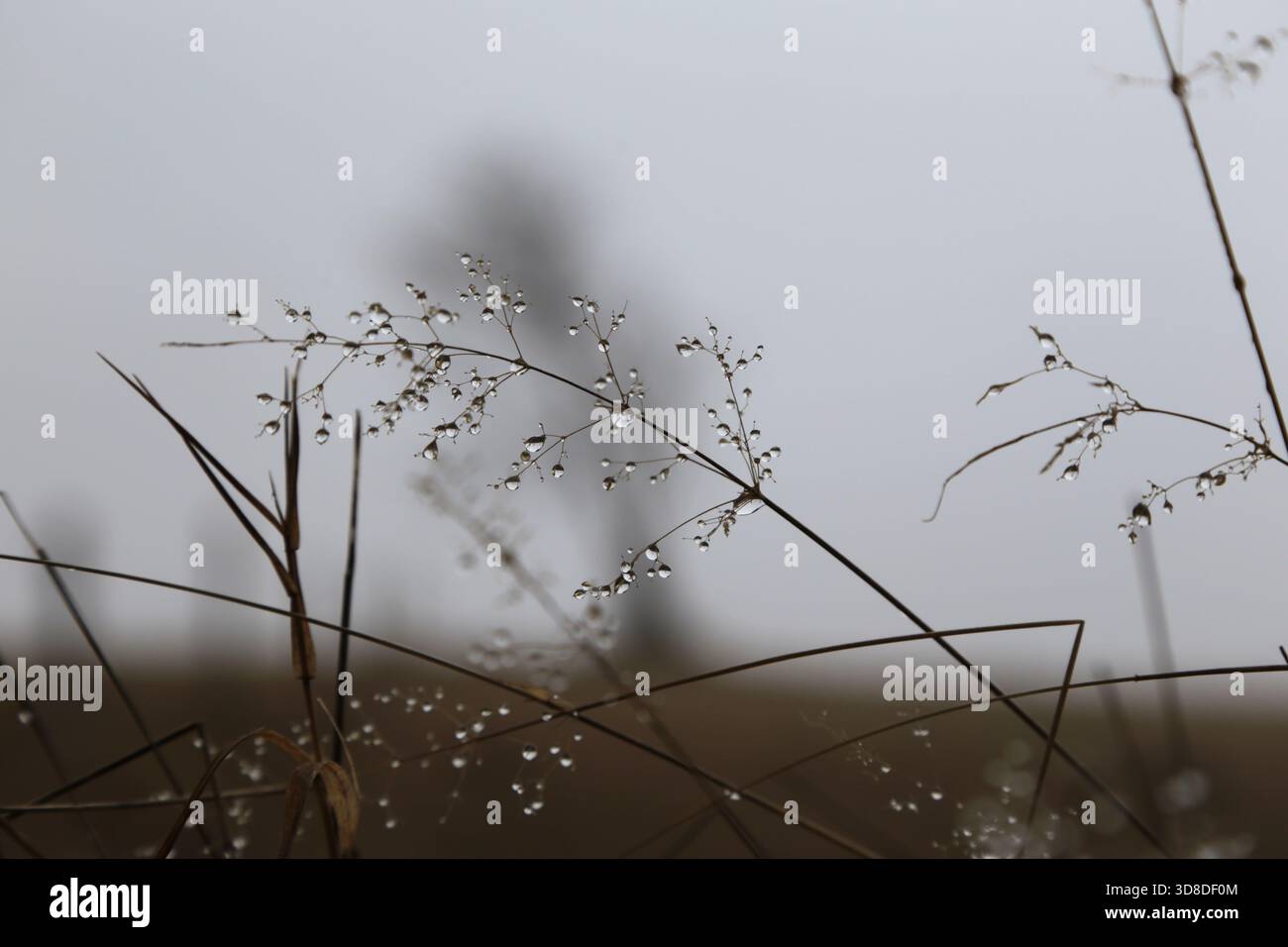 Paysage hivernal sans neige dans la Forêt Noire près de Hofsgrund, Allemagne Banque D'Images