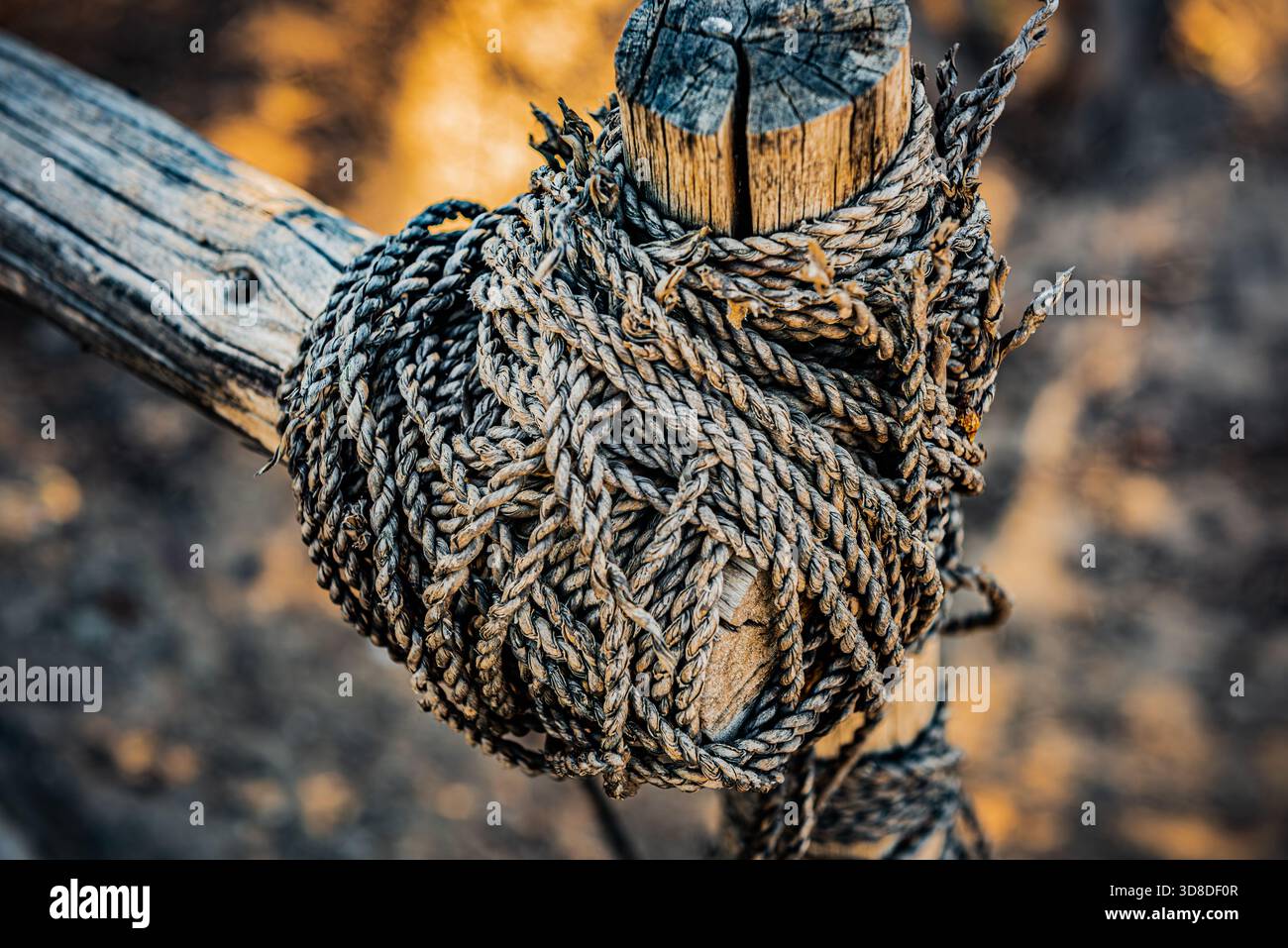Corde altérée attachée autour d'un poteau en bois montrant le détail traditionnel de construction du désert Maroc Banque D'Images