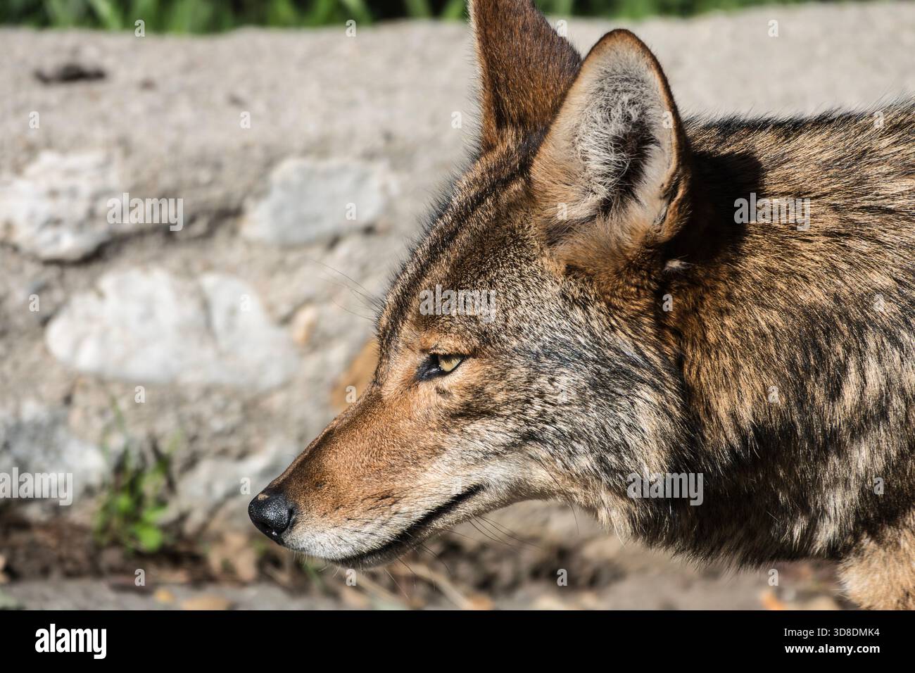 Gros plan de coyote sauvage marchant à côté. Photographie prise au Griffith Park à Los Angeles, Californie. Banque D'Images