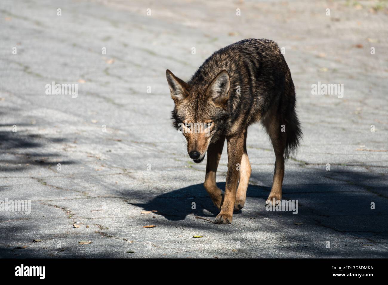 Coyote urbain sauvage à la volée. Photo prise au Griffith Park à Los Angeles, Californie. Banque D'Images