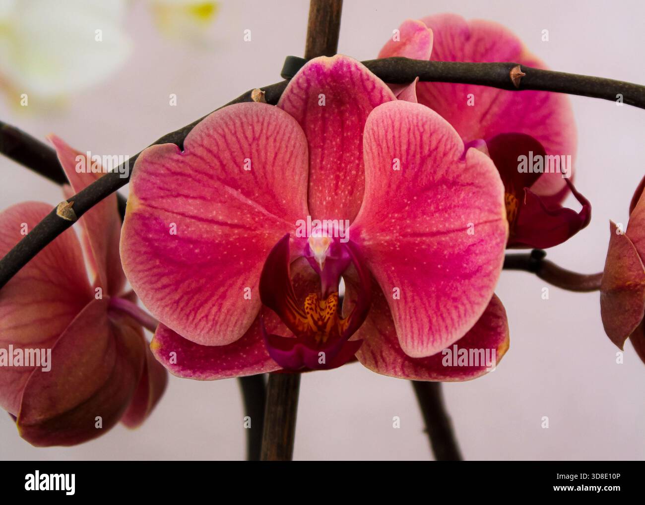 Orchidée Doritenopsis. Fleurs d'orchidée d'intérieur roses Banque D'Images