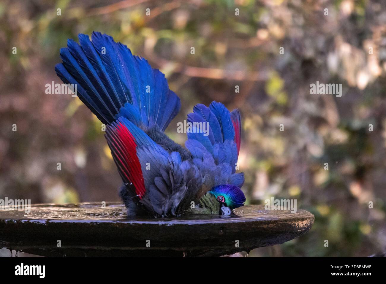 Gros plan d'un turaco à crête violette (Gallirex porphyreolophus) se trempant dans un bain d'oiseaux Banque D'Images