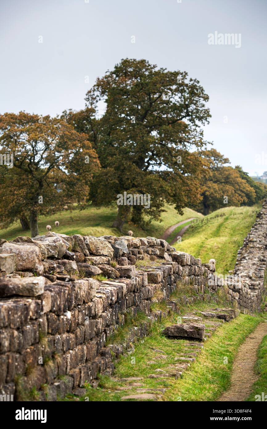 L'une des sections restantes les plus élevées du mur d'Hadrien dans le Northumberland, Angleterre, Royaume-Uni Banque D'Images
