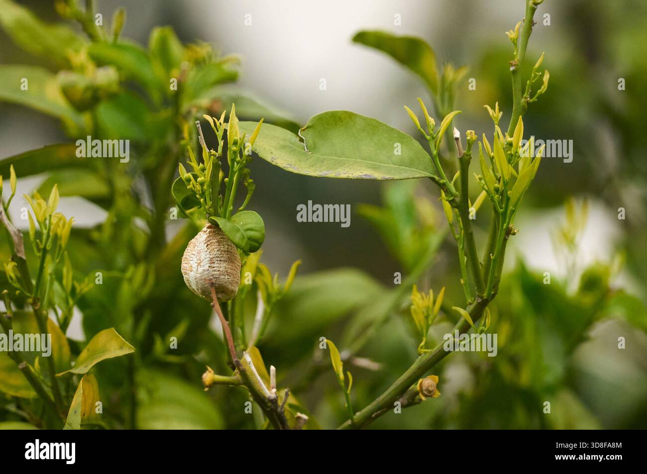 Oothèque d'une mante africaine (Sphodromantis viridis) suspendue à une branche avec des pousses et des boutons floraux d'un oranger doux (Citrus × sinensis) Banque D'Images