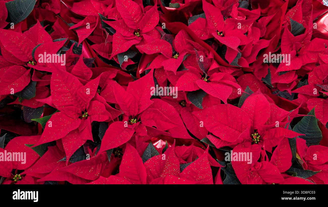 Gros plan de belles fleurs de poinsettia rouge en pleine floraison, fond sans couture. - Image de stock capturée avec un smartphone