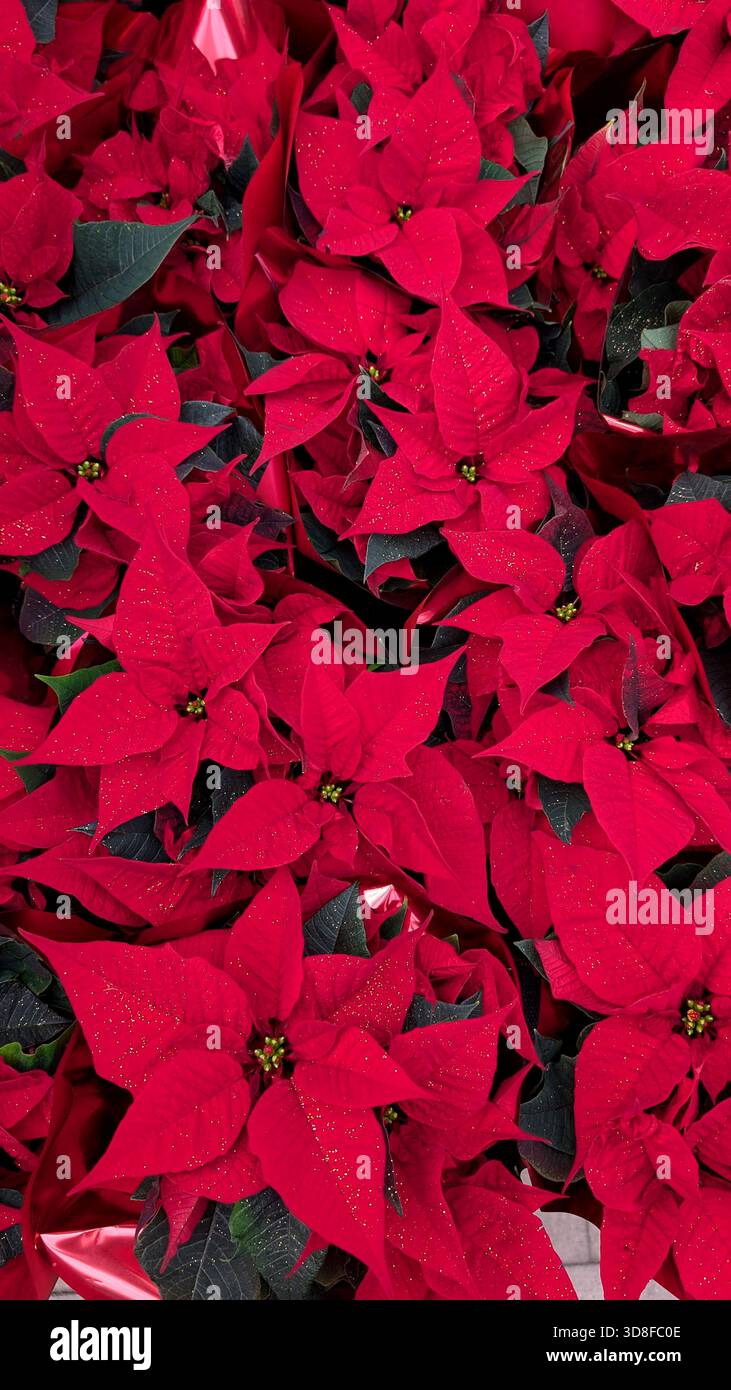 Gros plan de belles fleurs de poinsettia rouge en pleine floraison, fond sans couture. - Image de stock capturée avec un smartphone