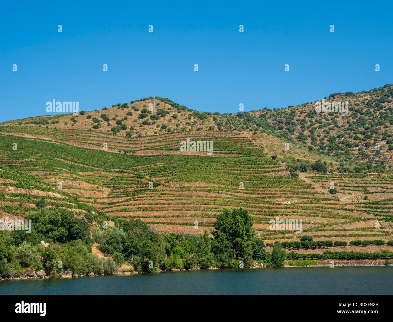 Vignobles le long du fleuve Douro, Portugal. Banque D'Images