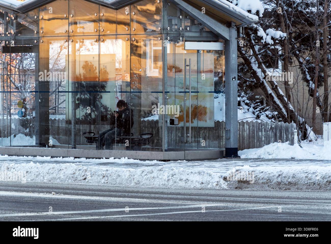 Une personne utilisant un téléphone intelligent attend près d'un abri d'autobus en verre dans un quartier résidentiel enneigé pendant l'hiver avec des arbres et un trottoir couverts de neige. Calgary Banque D'Images