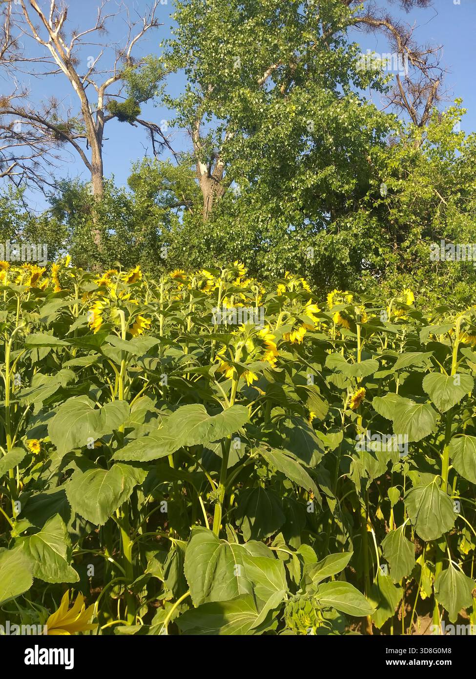 Champ de tournesols avec des arbres vivants et morts visibles en arrière-plan. Banque D'Images