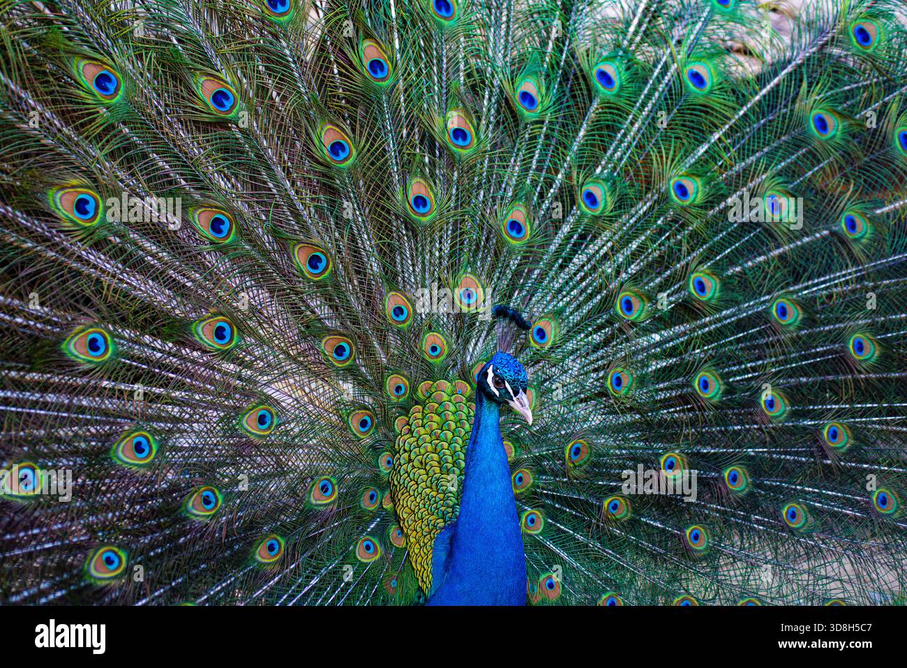 Beau paon. Plumes colorées de paons. Paon avec plumage ouvert. Oiseau tropical. Peacock dans la nature. Gros plan du motif paon. Banque D'Images