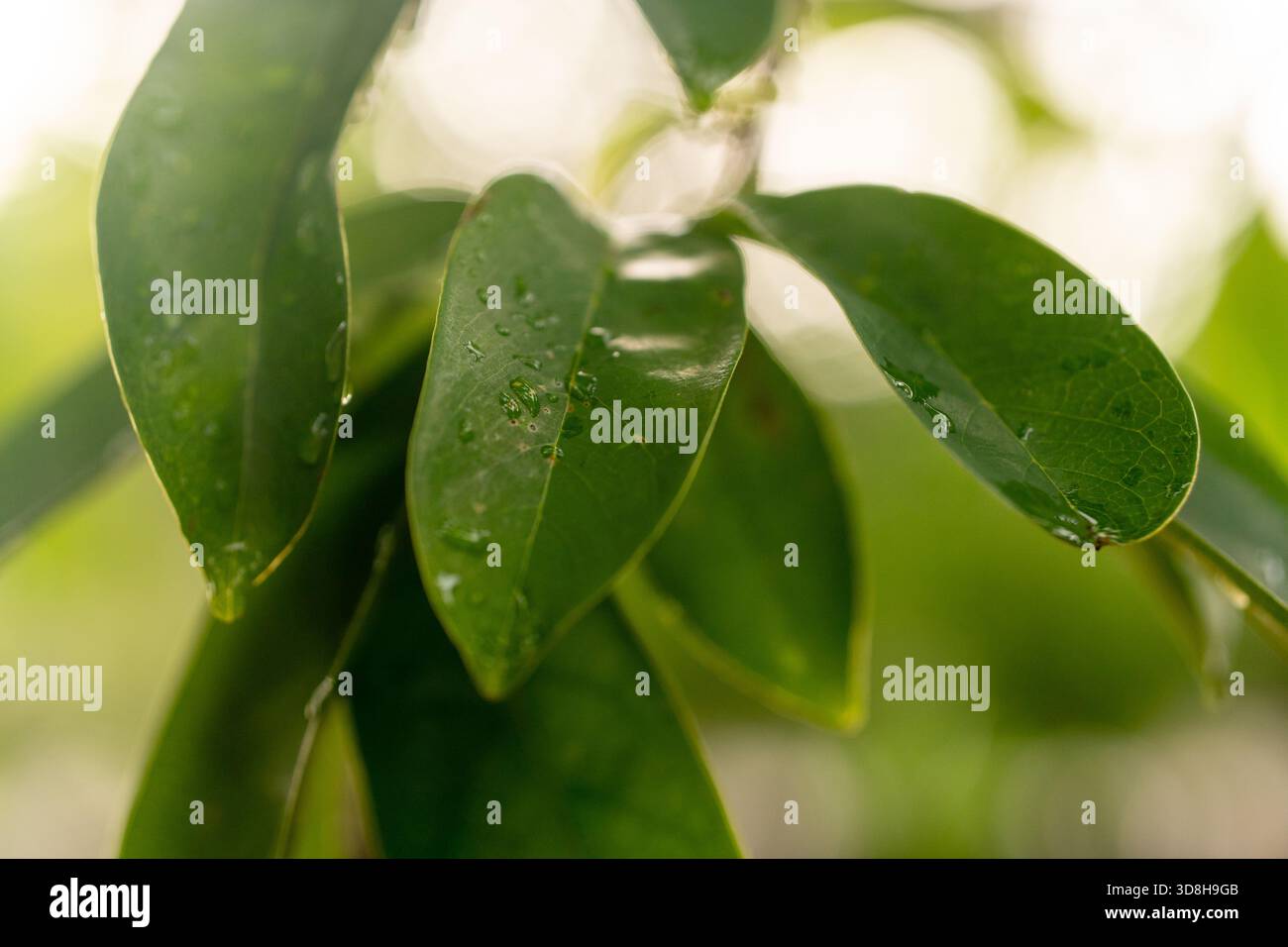 Photo macro mettant en évidence les feuilles vertes luxuriantes et saines d'une branche d'Annona muricata (Soursop). Banque D'Images