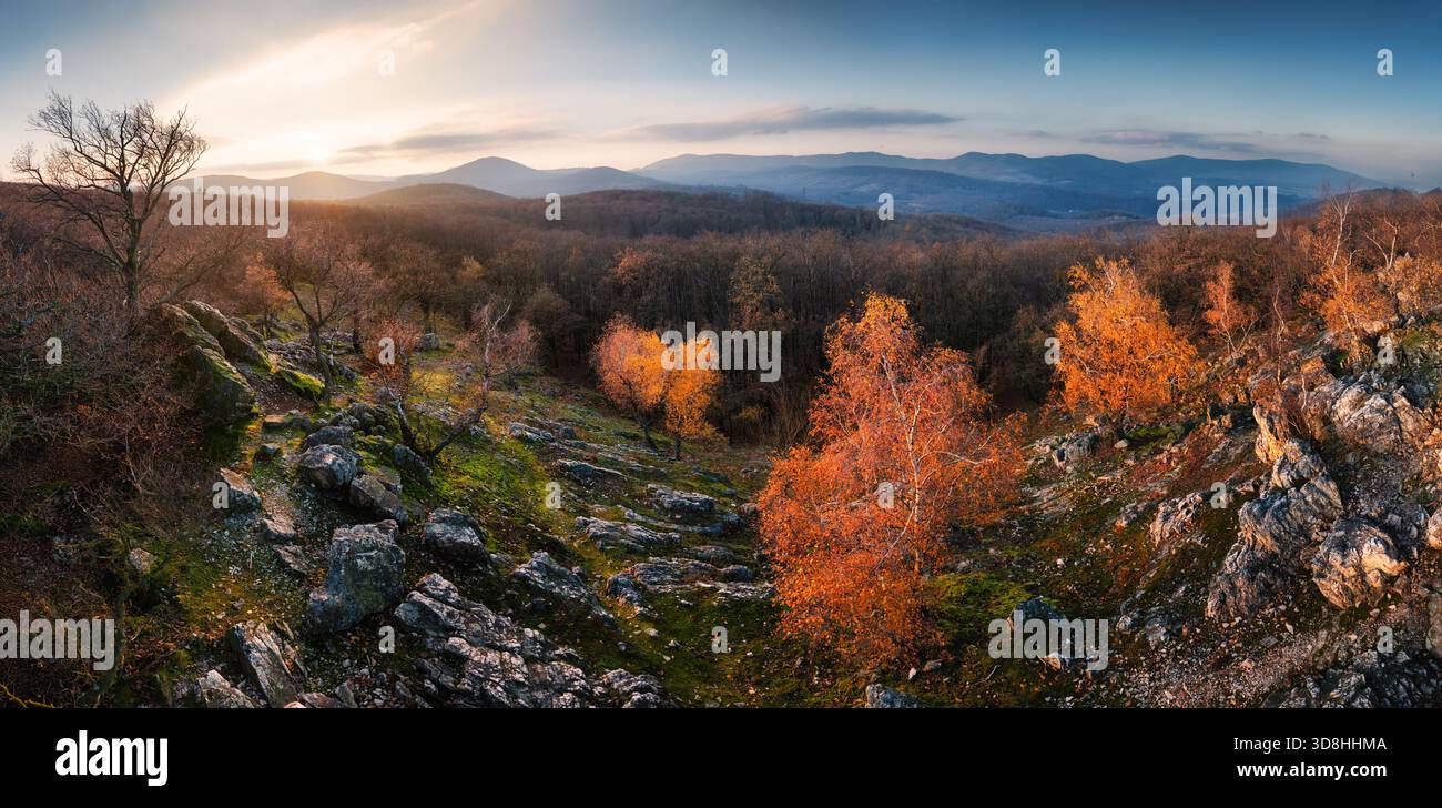 Forêt de bouleaux d'automne avec des feuilles dorées dans la lueur lumineuse du coucher de soleil dans la vue panoramique de la montagne. Banque D'Images
