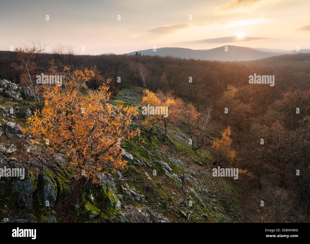 Coucher de soleil dans un bosquet d'automne avec des feuilles dorées et des rayons de soleil coupant à travers les arbres sur une soirée ensoleillée pendant l'automne. Banque D'Images