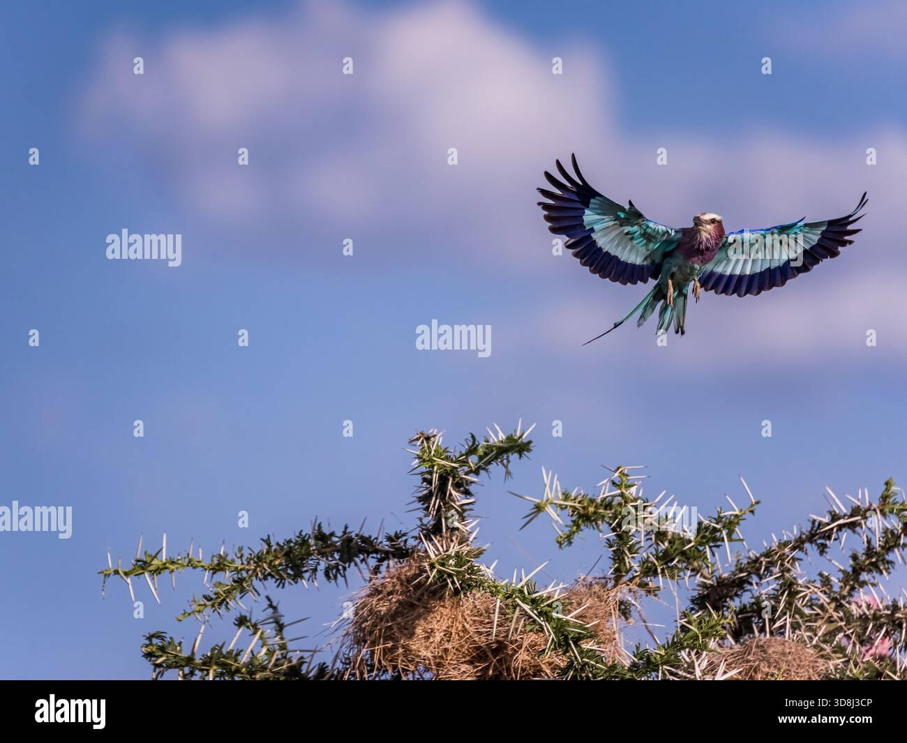 Je retournais à mon Lodge à Natal, en Afrique du Sud, quand j'ai capturé ce rouleau asiatique sauvage sur le chemin du déjeuner. Moi, pas le rouleau. Banque D'Images