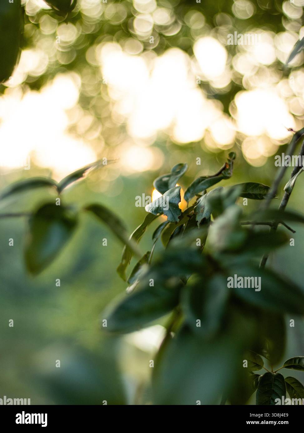 Feuilles vertes devant un coucher de soleil Banque D'Images