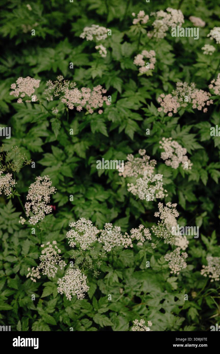 Gros plan du persil de vache en fleurs (Anthriscus sylvestris) en Bavière Banque D'Images