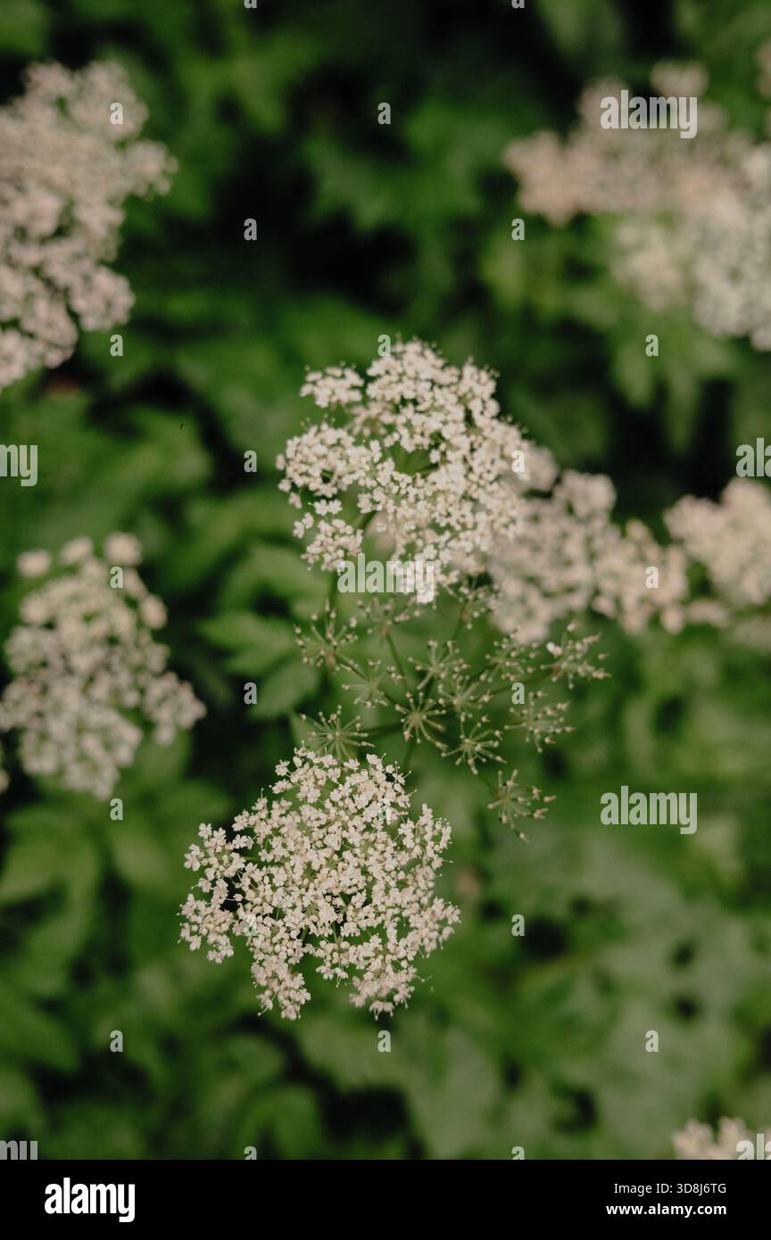 Gros plan du persil de vache en fleurs (Anthriscus sylvestris) en Bavière Banque D'Images