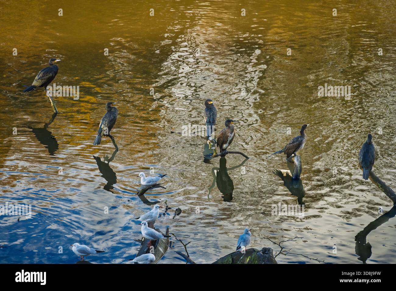 Six cormorans perchés reposant sur des branches dans l'eau séchant leurs plumes. Banque D'Images