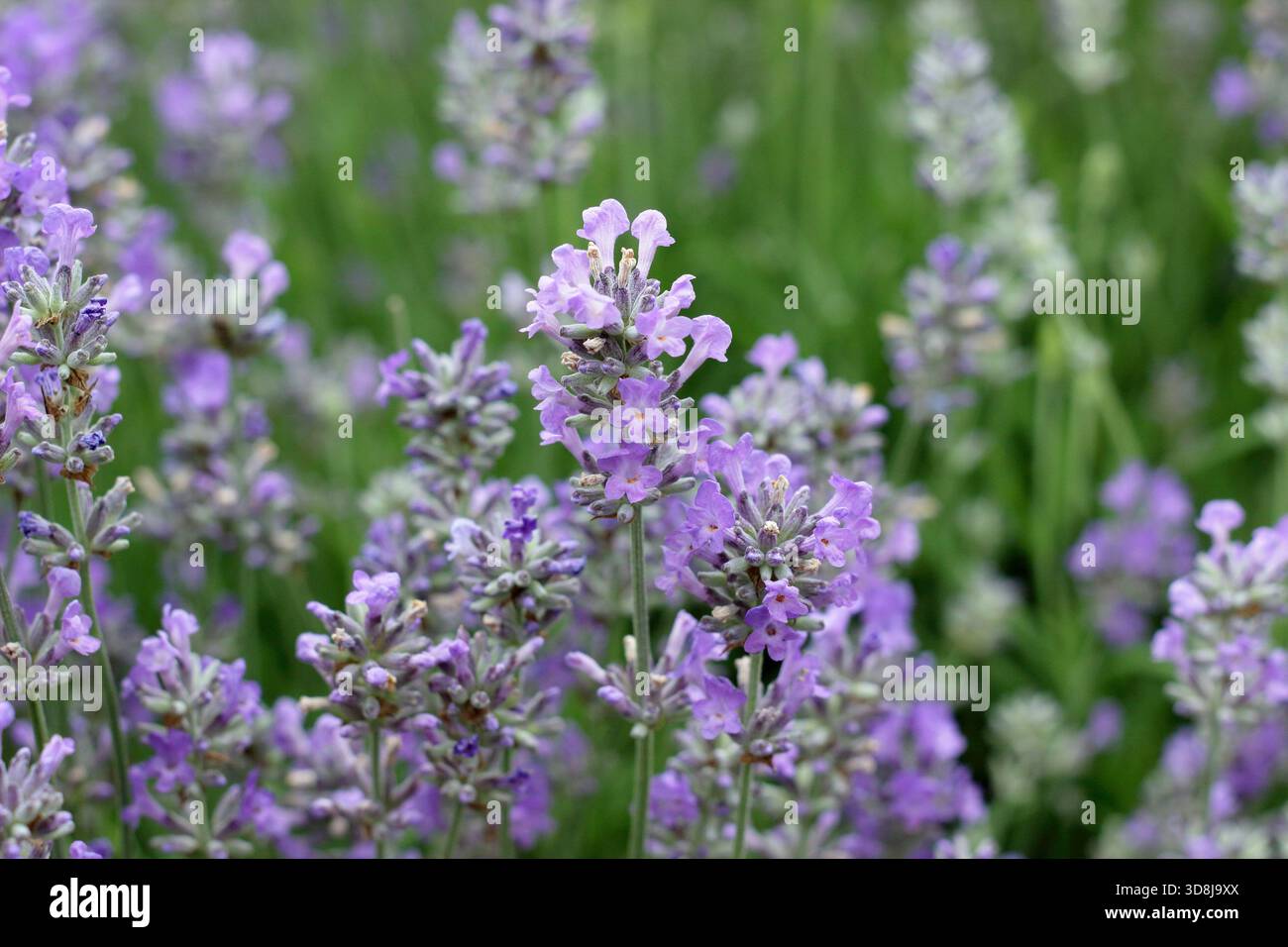 Lavande anglaise. Lavandula angustifolia 'Twickel Purple' très parfumé à feuilles persistantes portant des fleurs violettes vibrantes. Banque D'Images