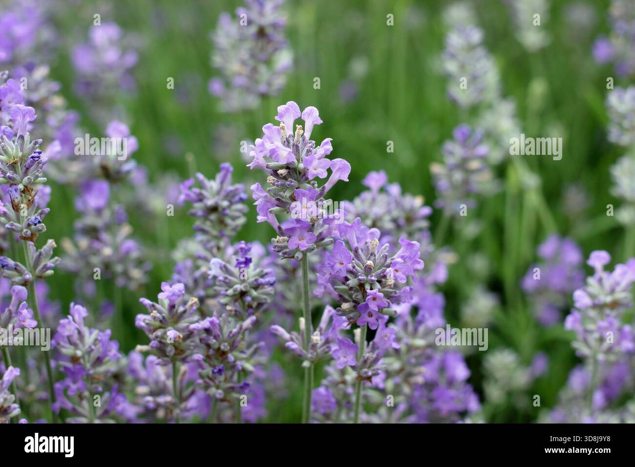 Lavande anglaise. Lavandula angustifolia 'Twickel Purple' très parfumé à feuilles persistantes portant des fleurs violettes vibrantes. Banque D'Images