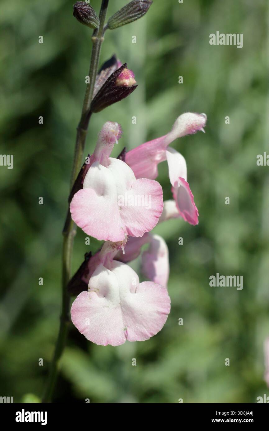 Salvia microphylla Anduus, une plante de sauge aromatique à longue floraison portant des fleurs roses crémeuses. Aussi appelé bébé sage Anduus. Banque D'Images