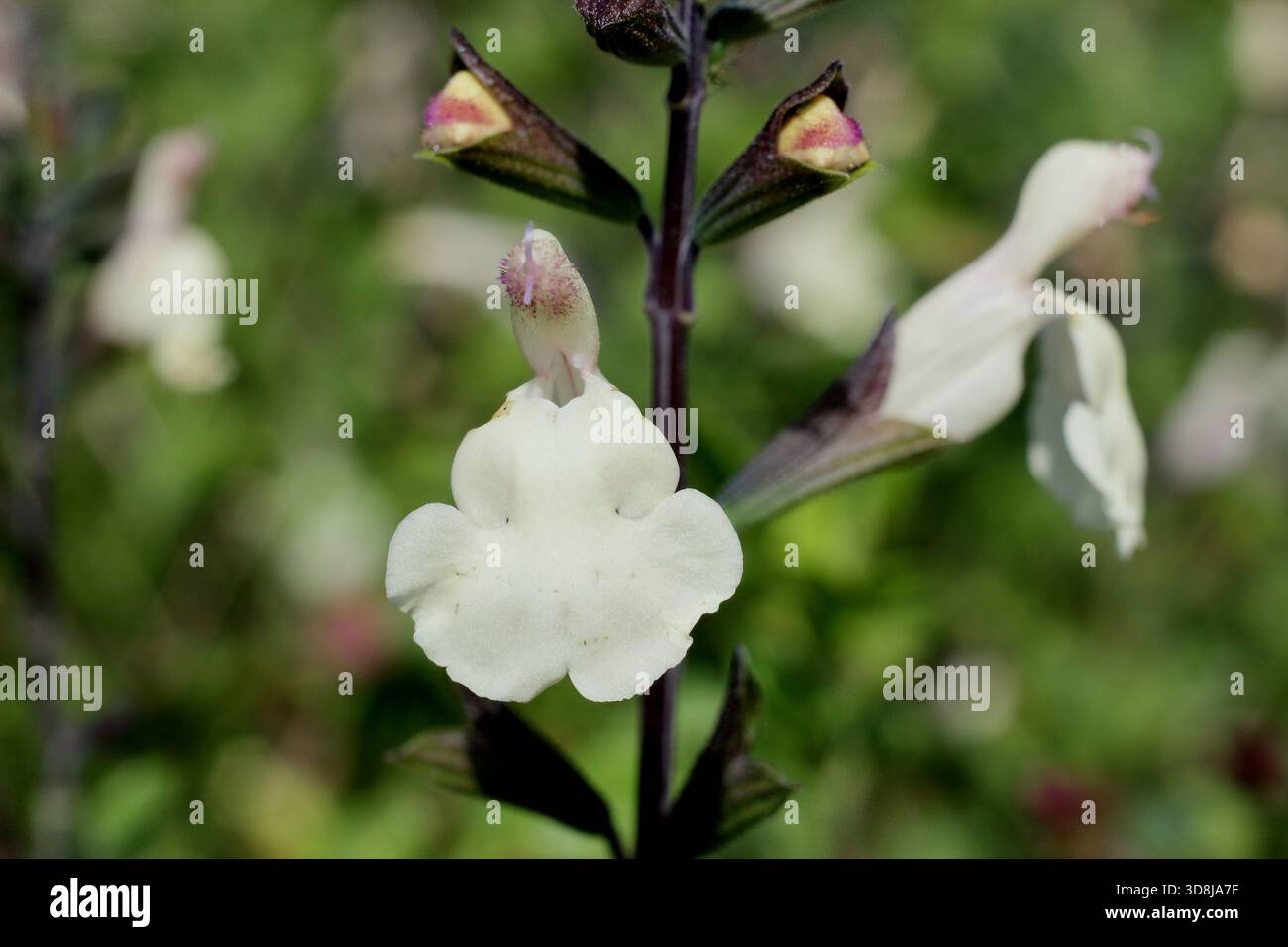 Salvia Heatwave Glimmer, sauge aromatique à longue floraison avec des fleurs blanches sur calices violets foncés. Également connue sous le nom de Salvia microphylla 'Glimmer' Banque D'Images