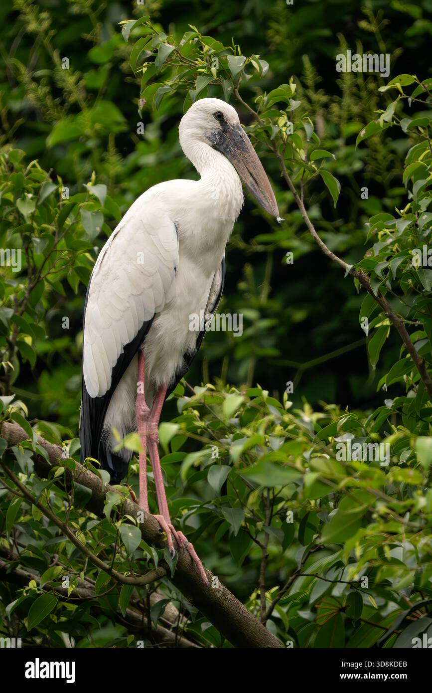 Asian Openbill Stork - Anastomus oscitans, magnifique grand oiseau originaire des eaux douces asiatiques et des marais, Vietnam. Banque D'Images