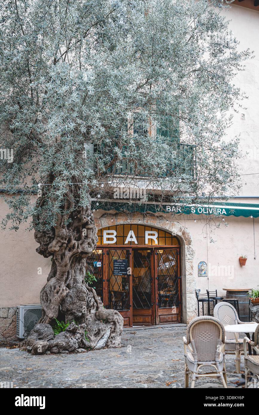 Un ancien olivier tordu monte la garde devant un bar confortable à Majorque, son tronc noueux et ses feuilles pâles ombragent l'entrée. Banque D'Images