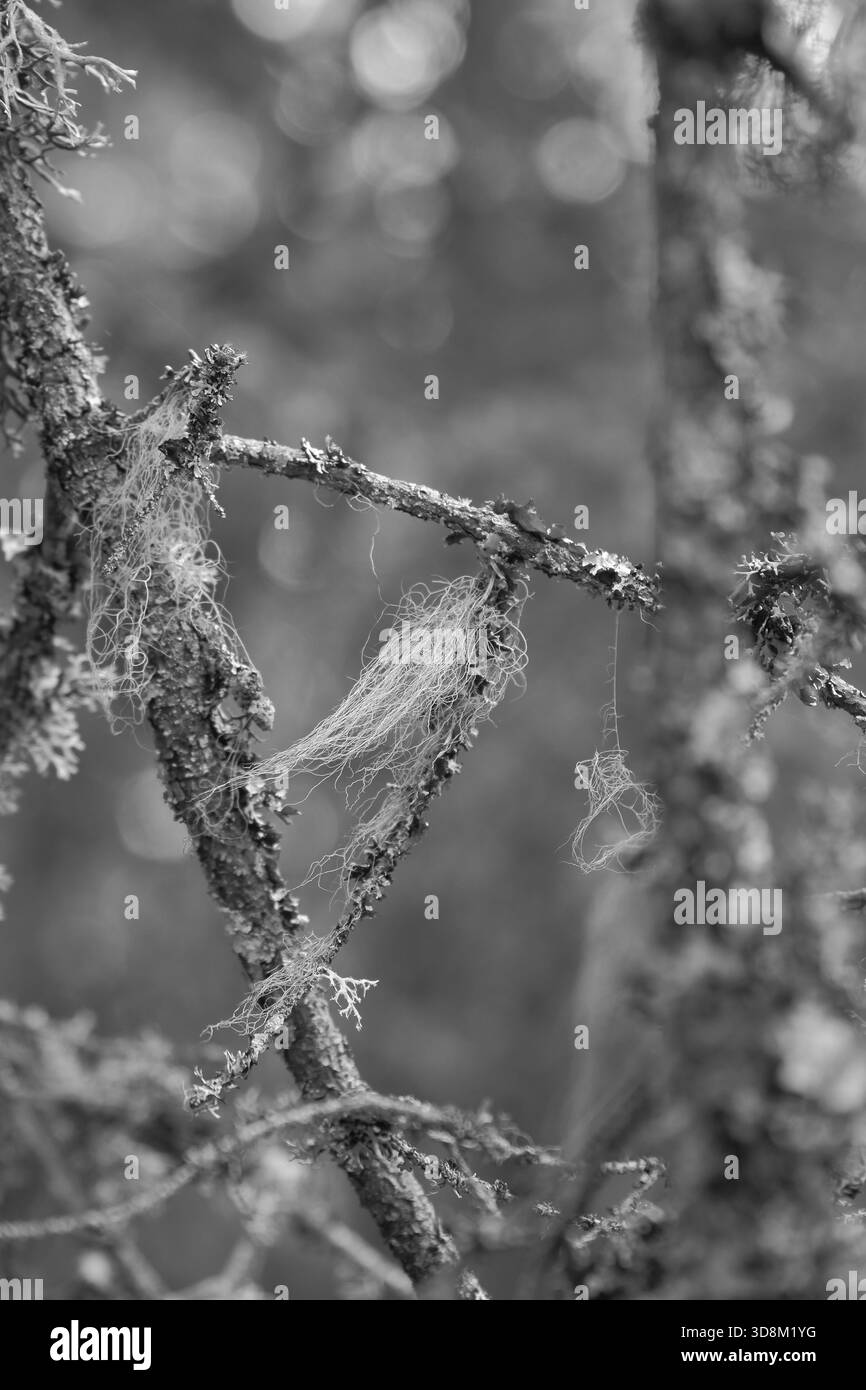 Photographie en noir et blanc de branches recouvertes de mousse et de lichen avec Une fine plume. Les textures détaillées mettent l'accent sur la nature, la transience et la beauté tranquille. Banque D'Images