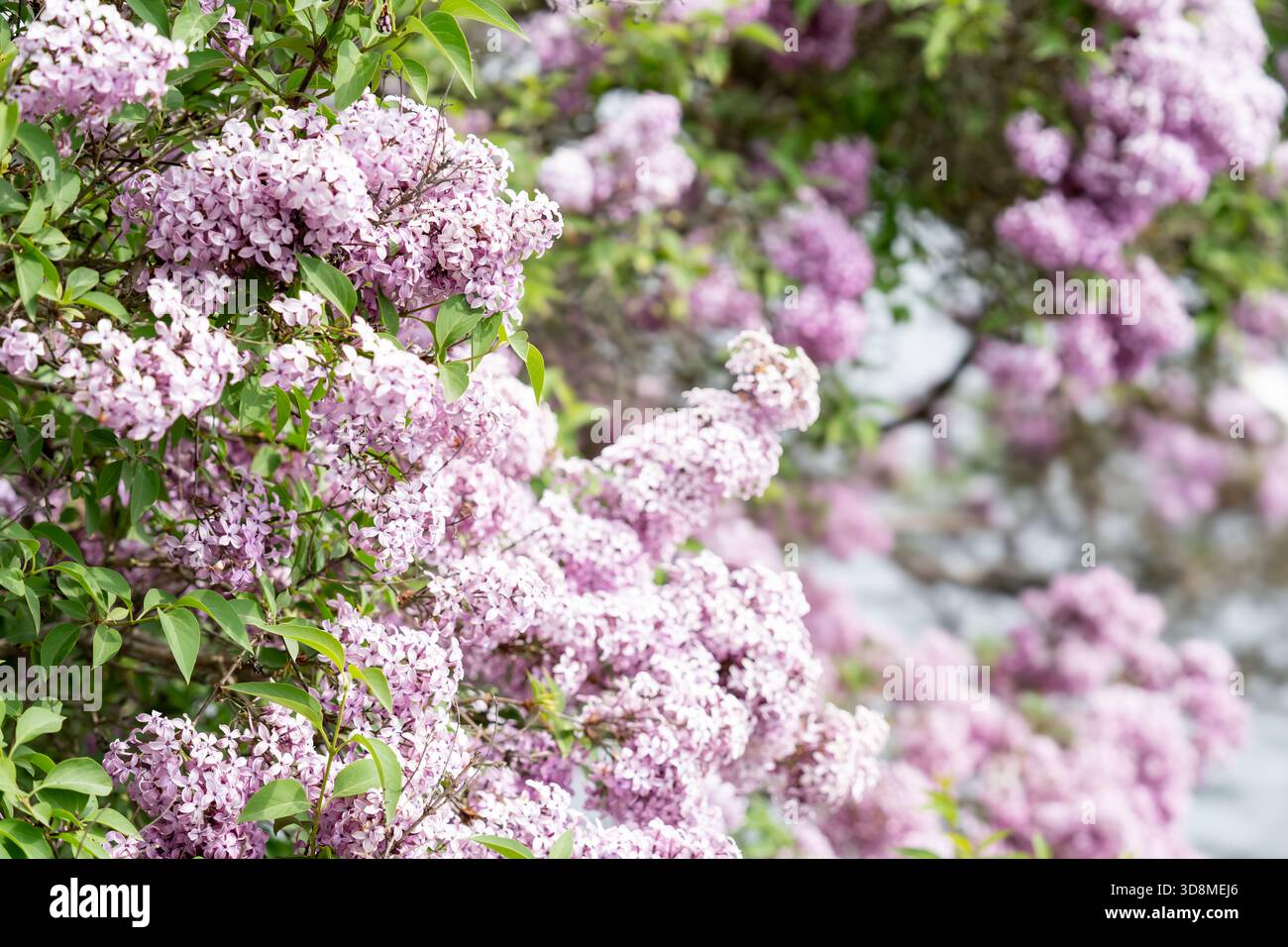 Fleurs lilas roses parfumées luxuriantes sur une journée d'été ensoleillée lumineuse pour le concept floral Banque D'Images